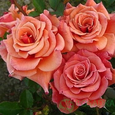 картинка Роза флорибунда Энн Хендерсон 