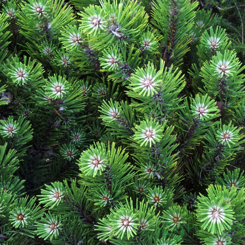 картинка Сосна чёрная Walter 