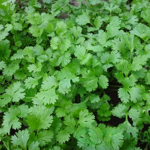 картинка Кориандр (кинза) посевной Янтарь семена (3гр) 