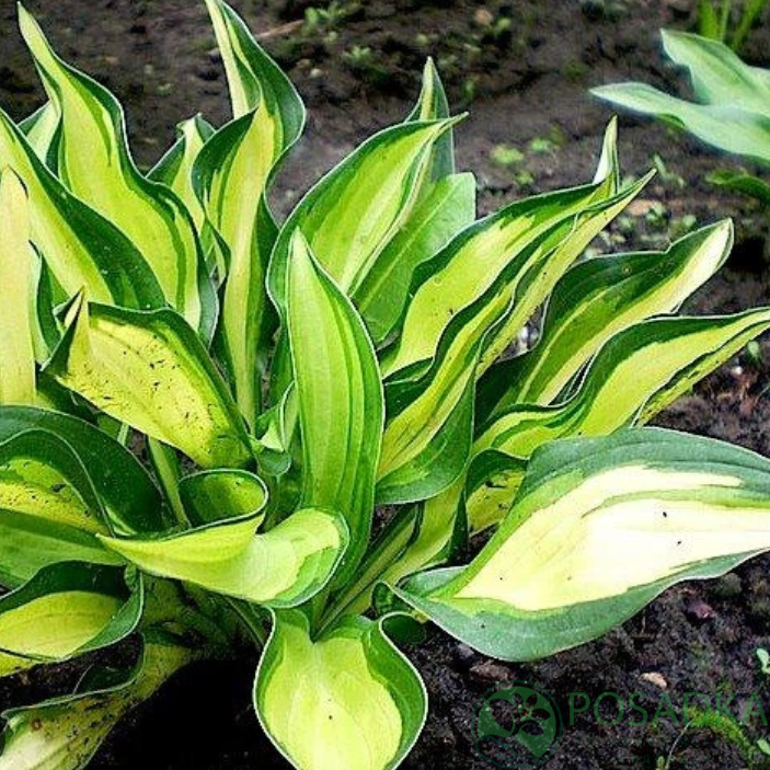 картинка Хоста Lakeside Little Tuft 