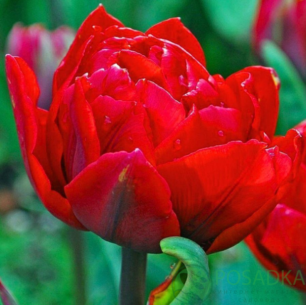 картинка Тюльпан Estatic 