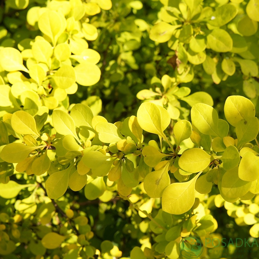 картинка Барбарис тунберга Golden Carpet (Голден Карпет) 