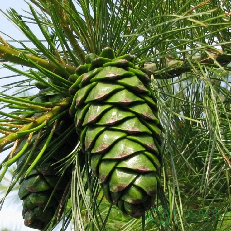 картинка Сосна Кедрова Арманда (Pinus Armandii) 