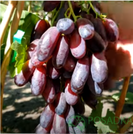 картинка Виноград Красава 