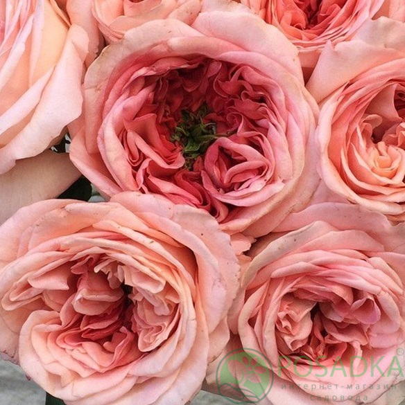 картинка Роза чайно-гибридная Лондон Ай С2 