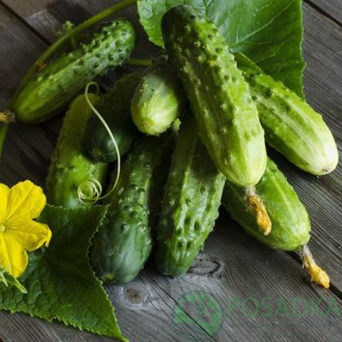 картинка Семена Огурец Нежинский 1гр, SeedEra 