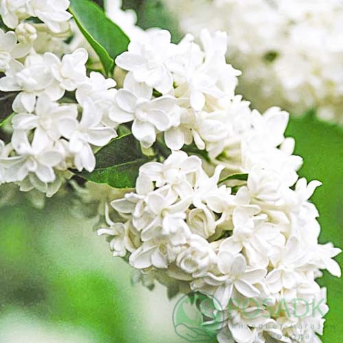 картинка Сирень Мадам Лемуан (Mme Lemoine) 