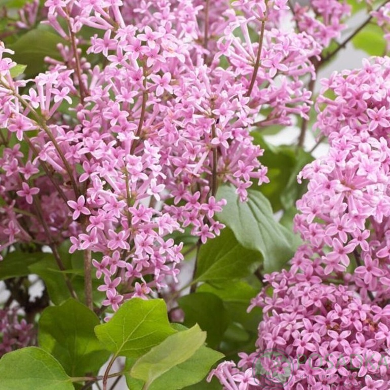 картинка Сирень мейера Flowerfesta Рink 