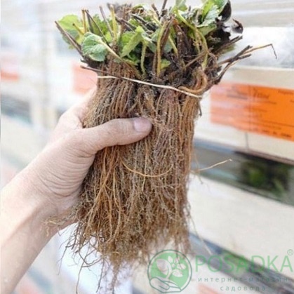 картинка Клубника Сан Андреас 