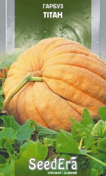 картинка Семена Тыква Титан  2 г, Seedera 