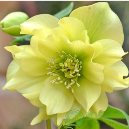 картинка Морозник Double Yellow 