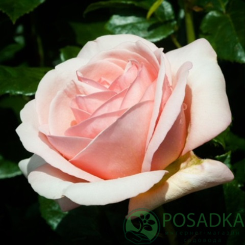 картинка Роза чайно-гибридная Афродита 