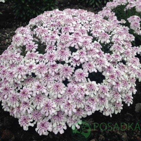 картинка Иберис Pink Ice (Пинк Айс) 