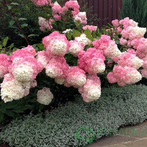 картинка Гортензия метельчатая Vanille Fraise (Ванилла Фрейз) 