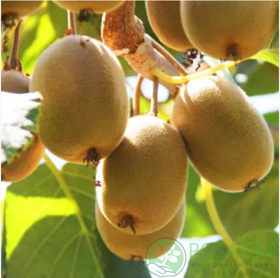 картинка Киви Мистер Майк (урожайный, ранний) 