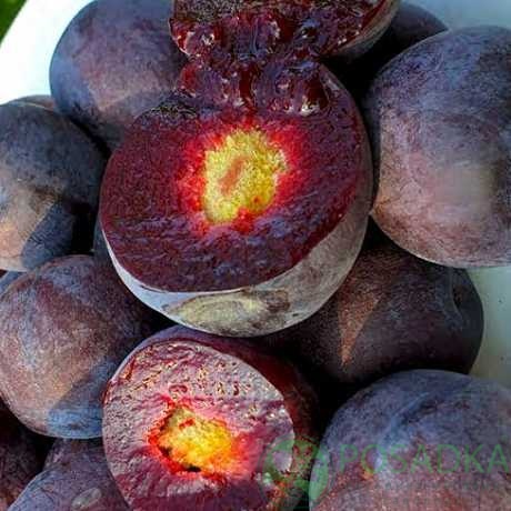 картинка Гибрид слива-вишня Мейнор  картинка Гибрид слива-вишня Мейнор