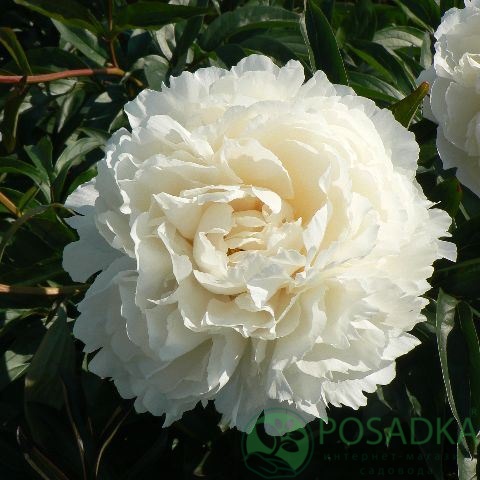 картинка Пион травянистый Bowl of Cream 