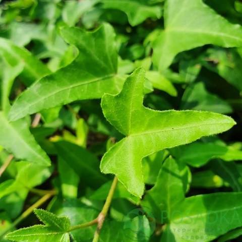 картинка Плющ обыкновенный Pedata  картинка Плющ обыкновенный Pedata