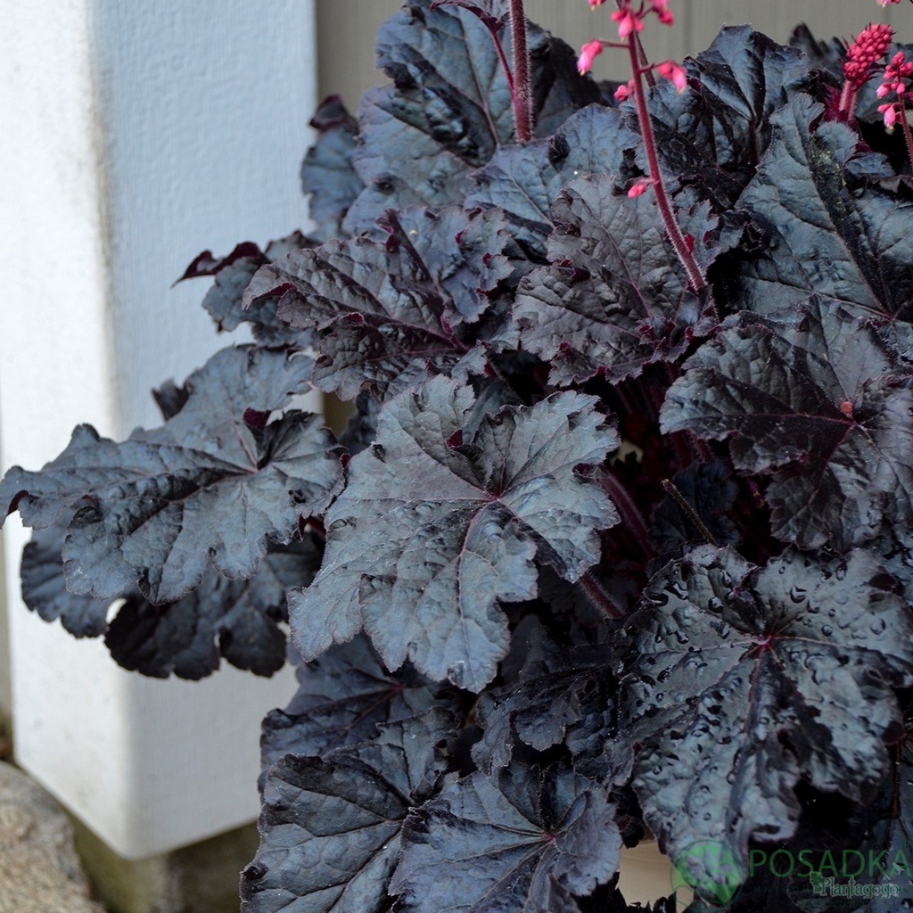 картинка Гейхера Timeles Night (Бесконечная ночь)  картинка Гейхера Timeles Night (Бесконечная ночь)