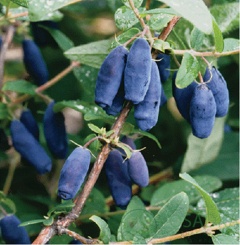 картинка Жимолость съедобная Гордость Кубани 