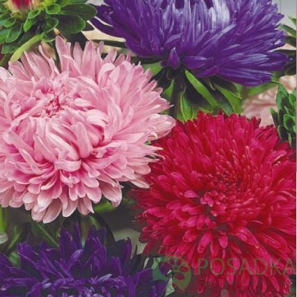 картинка Астра Пионен Королевская смесь, семена 0,25 г, SeedEra 