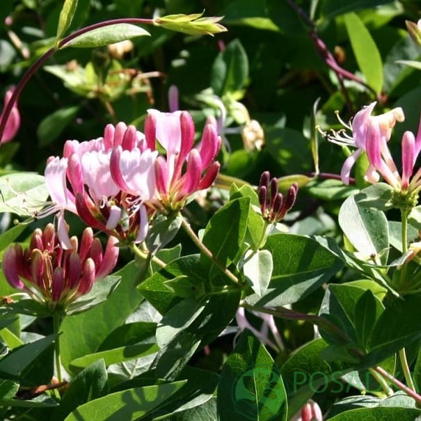 картинка Жимолость Американ Бьюти (American Beauty) 