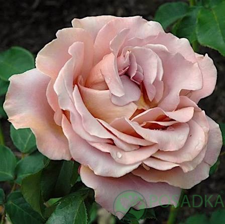 картинка Роза флорибунда Коко Локо 