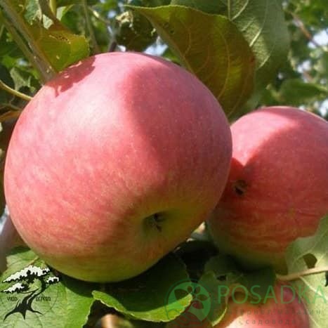 картинка Яблоня Джулия 