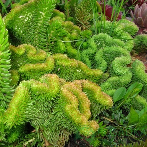 картинка Очиток (седум) отогнутый гребешковый Cristatum 