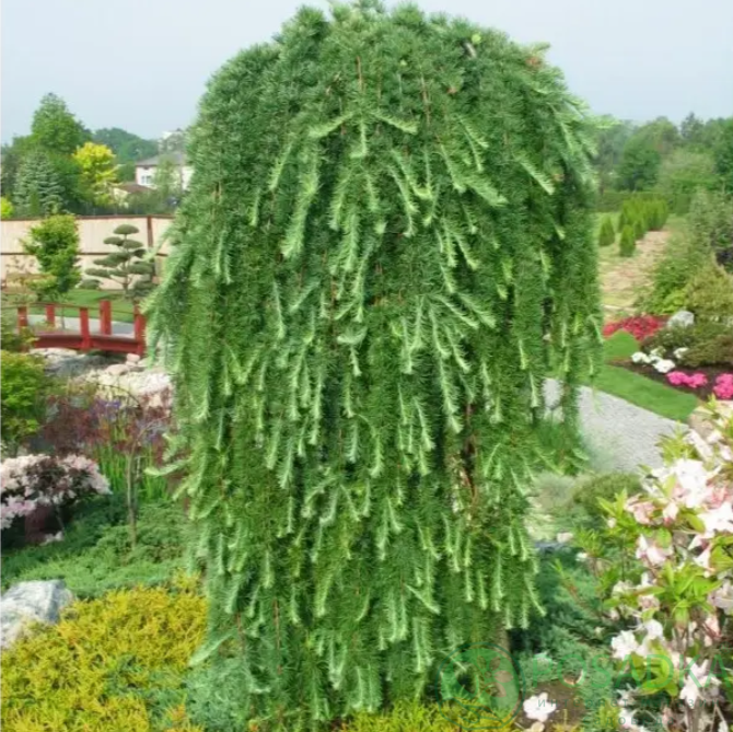 картинка Лиственница американская Поркупин (Porcupine) 