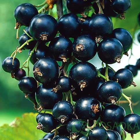 картинка Смородина чёрная Софиевская 