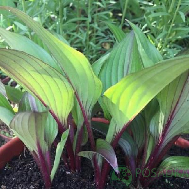 картинка Хоста First Blush 