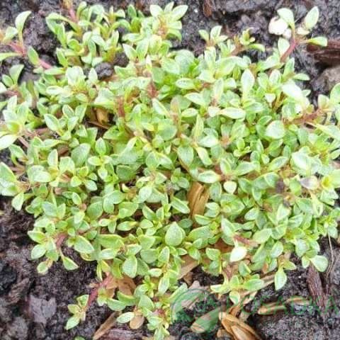 картинка Тимьян ползучий Элфин (Thymus serpyllum Elfin) 