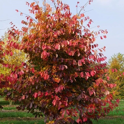 картинка Парротия персидская Persian Spire 