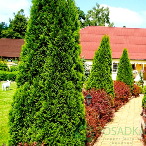 картинка Туя западная Zakany Soveny 