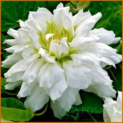 картинка Клематис Duchess of Edinburgh 