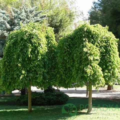 картинка Шелковица плакучая (штамб 1.2 - 1.4м) 