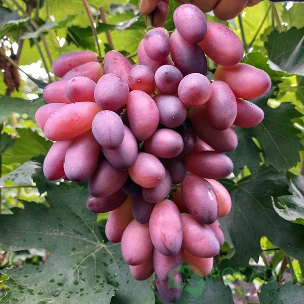 картинка Виноград Ася 