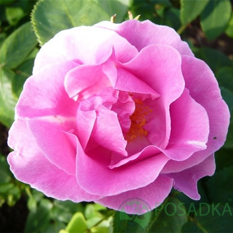 картинка Роза флорибунда Лаки (Lucky) 