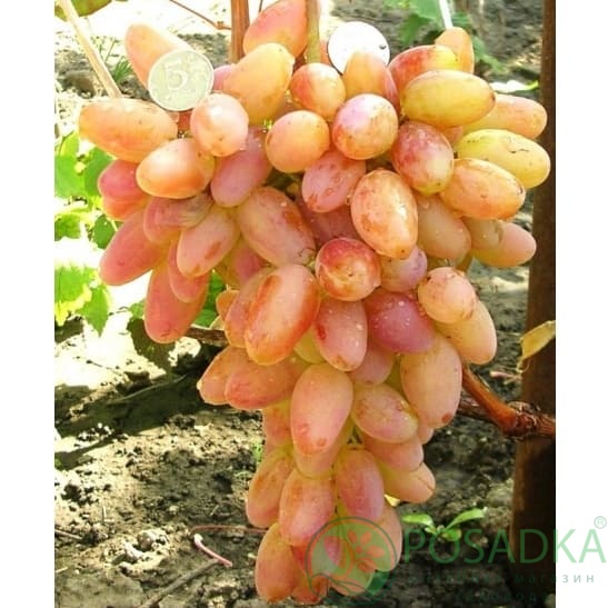 картинка Виноград Легенда Аксая 