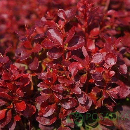картинка Барбарис Тунберга Red Compact 