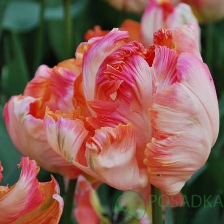 картинка Тюльпан Apricot Parrot 