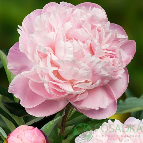 картинка Пион травянистый Nick Shaylor 