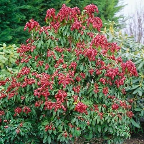 картинка Пиерис японский Valley Valentine 