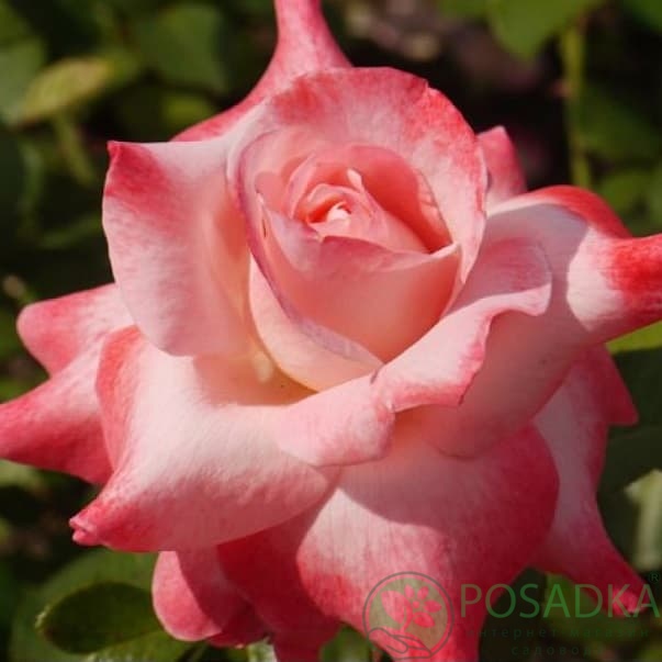 картинка Роза чайно-гибридная Биг Эппл 