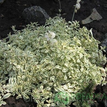 картинка Смолевка Druett's Variegated 