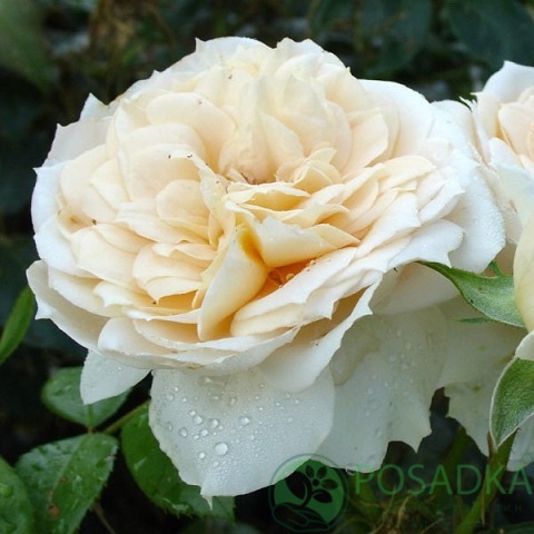 картинка Роза чайно-гибридная Ла Перла 