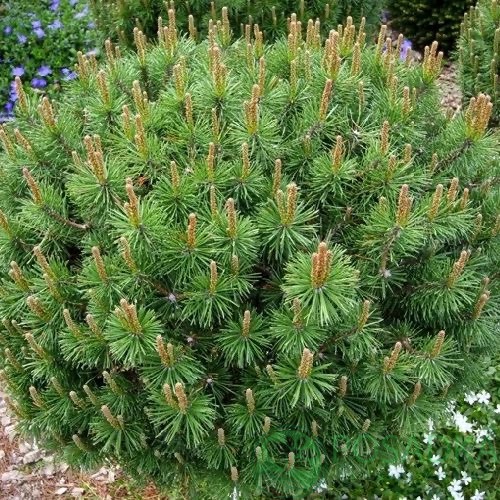 картинка Сосна горная Литомышль 