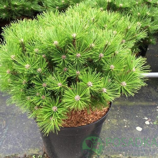 картинка Сосна густоцветная Лоу Глоу (Low Glow) 