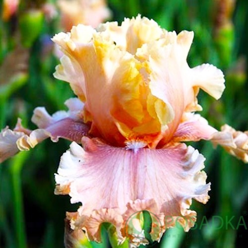 картинка Ирис I'm yours Lady 